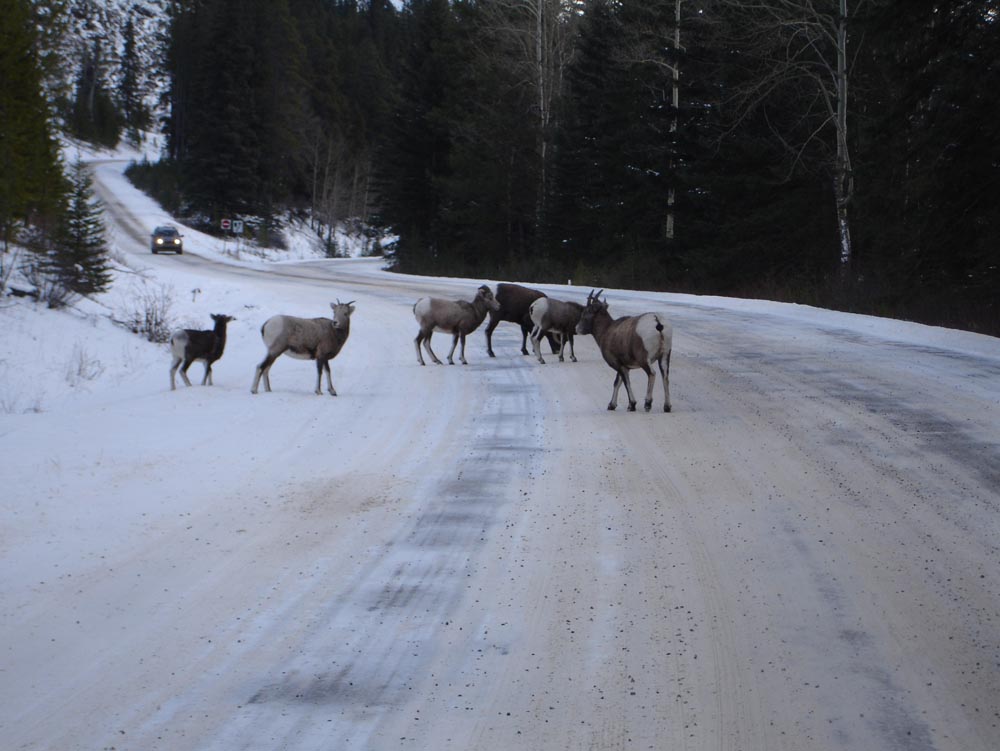 Banff, Canada: DSC02966.jpg