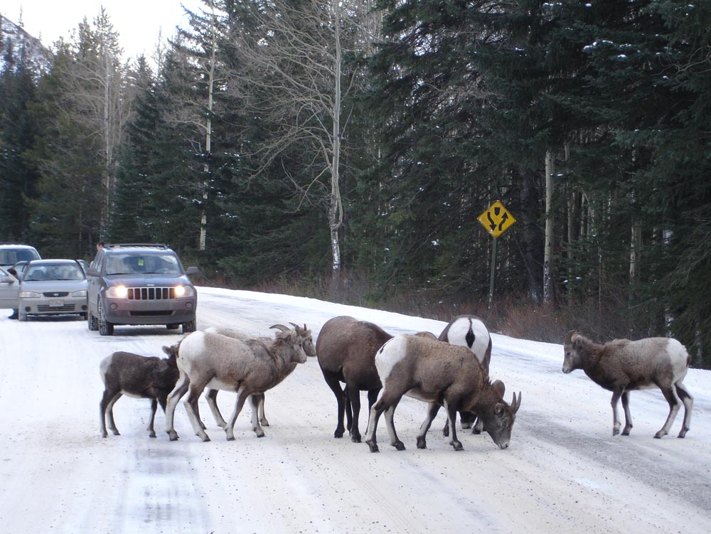 Banff, Canada: DSC02973.jpg