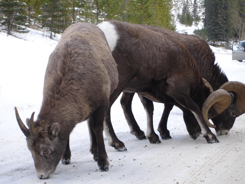 Banff, Canada: DSC02985.jpg