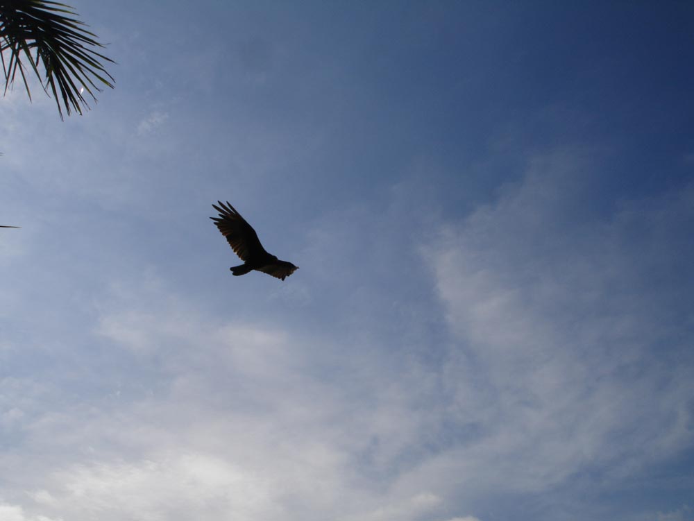 Costa Rica: DSC03974.jpg