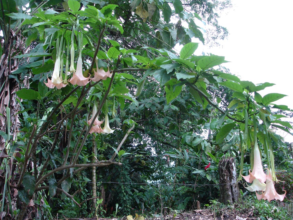 Costa Rica: DSC04017.jpg