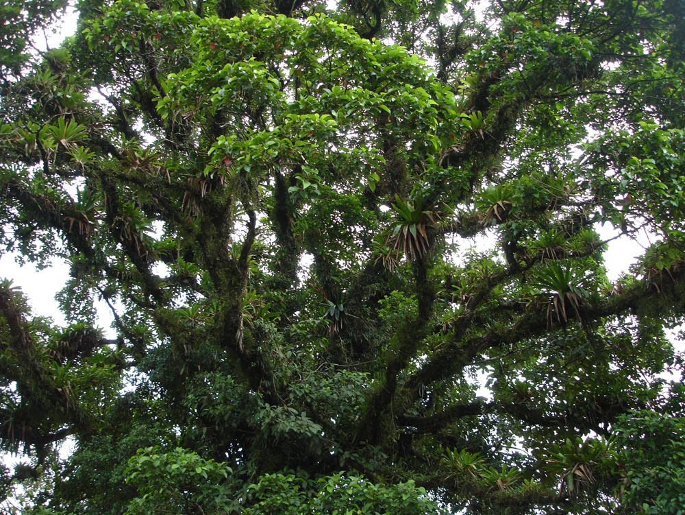 Costa Rica: DSC04034.jpg