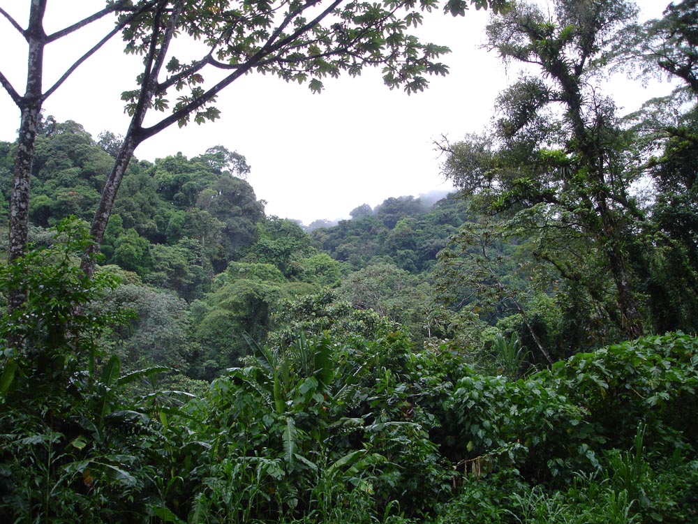 Costa Rica: DSC04037.jpg