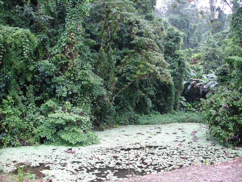 Costa Rica: DSC04041.jpg