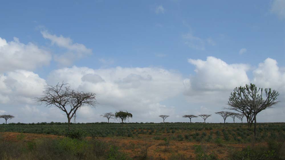 Mombasa, Kenya: IMG_2003.jpg