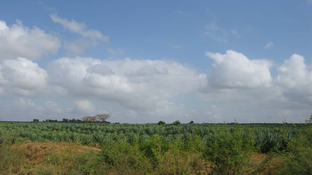 Mombasa, Kenya: IMG_2004.jpg