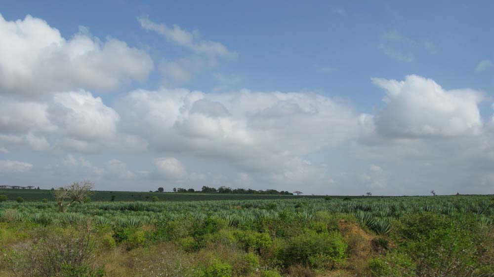 Mombasa, Kenya: IMG_2005.jpg