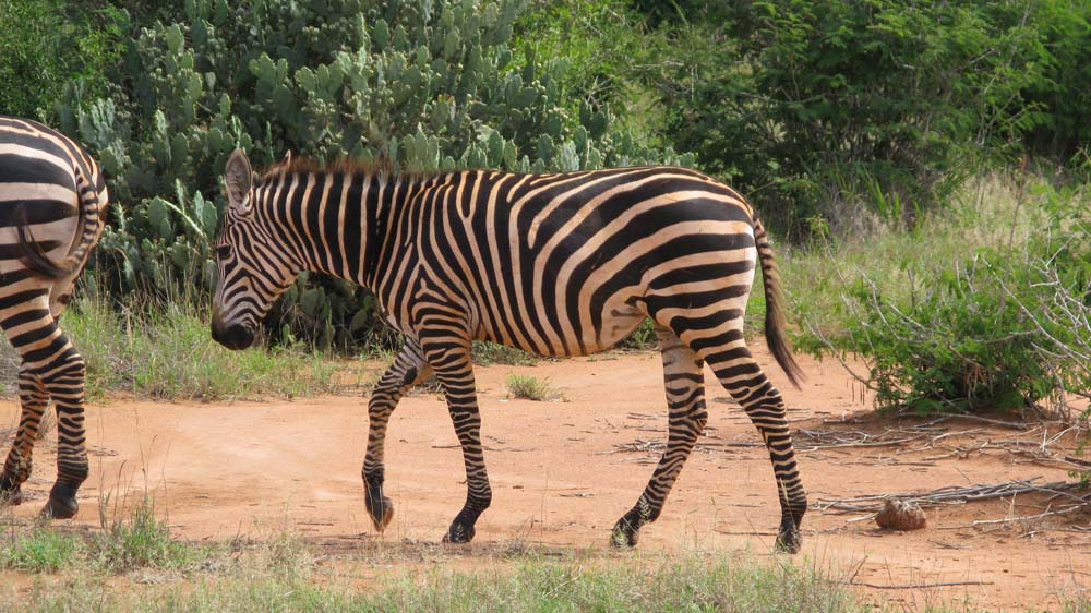 Mombasa, Kenya: IMG_2011.jpg