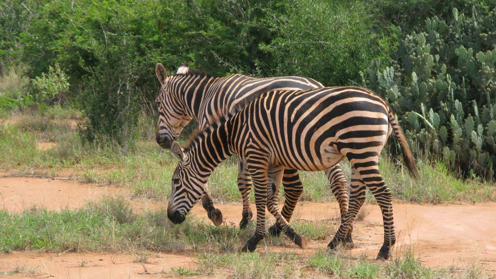 Mombasa, Kenya: IMG_2012.jpg