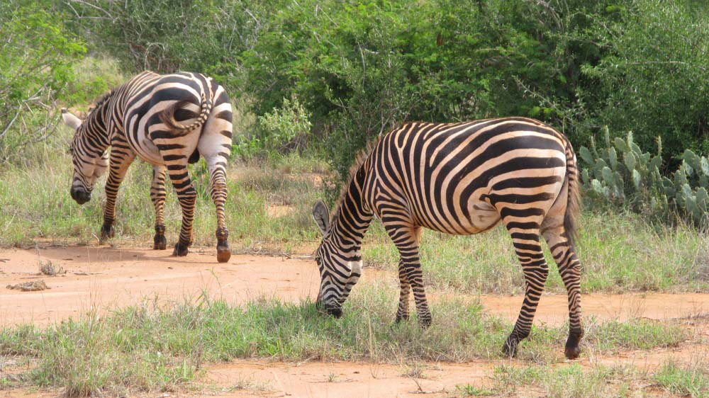 Mombasa, Kenya: IMG_2014.jpg