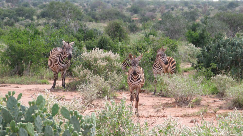 Mombasa, Kenya: IMG_2015.jpg