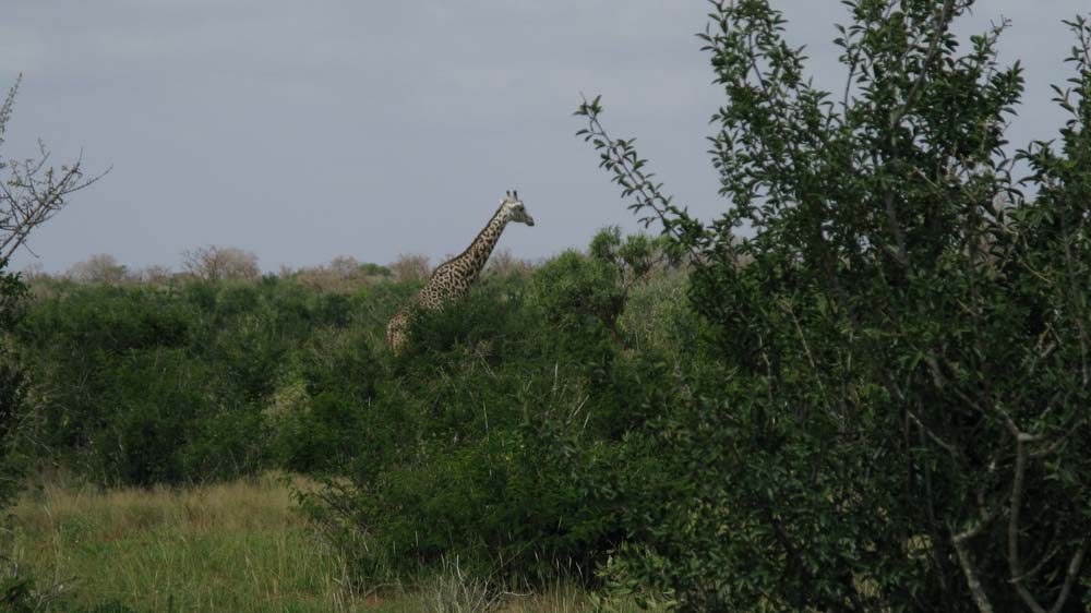 Mombasa, Kenya: IMG_2020.jpg