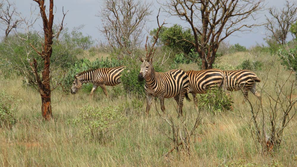 Mombasa, Kenya: IMG_2029.jpg