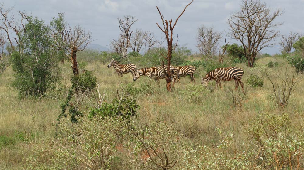 Mombasa, Kenya: IMG_2032.jpg