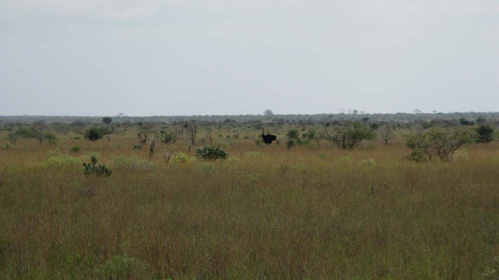 Mombasa, Kenya: IMG_2040.jpg