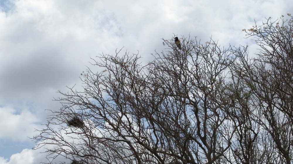 Mombasa, Kenya: IMG_2041.jpg
