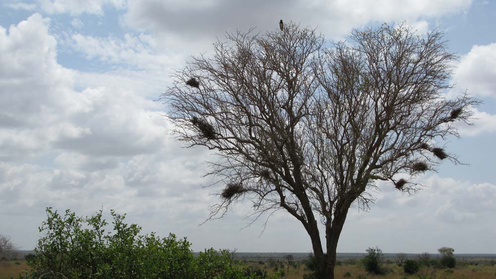 Mombasa, Kenya: IMG_2045.jpg