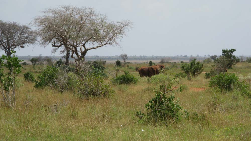 Mombasa, Kenya: IMG_2055.jpg