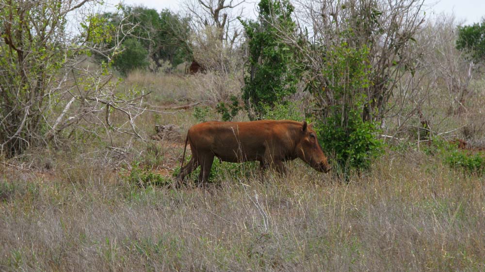 Mombasa, Kenya: IMG_2062.jpg