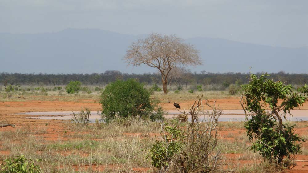 Mombasa, Kenya: IMG_2069.jpg