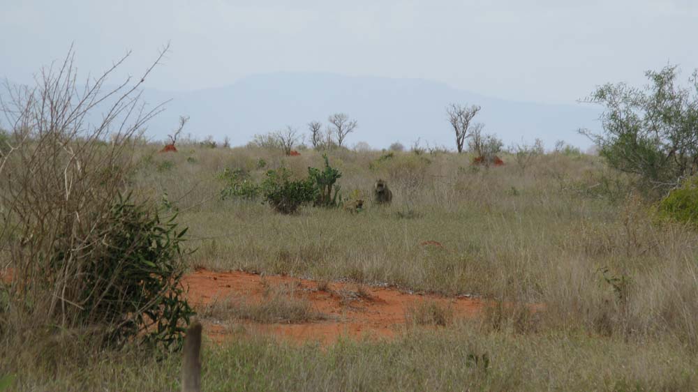 Mombasa, Kenya: IMG_2072.jpg