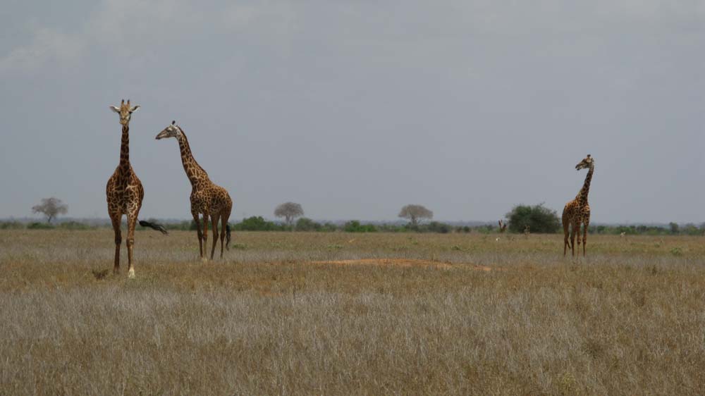 Mombasa, Kenya: IMG_2081.jpg