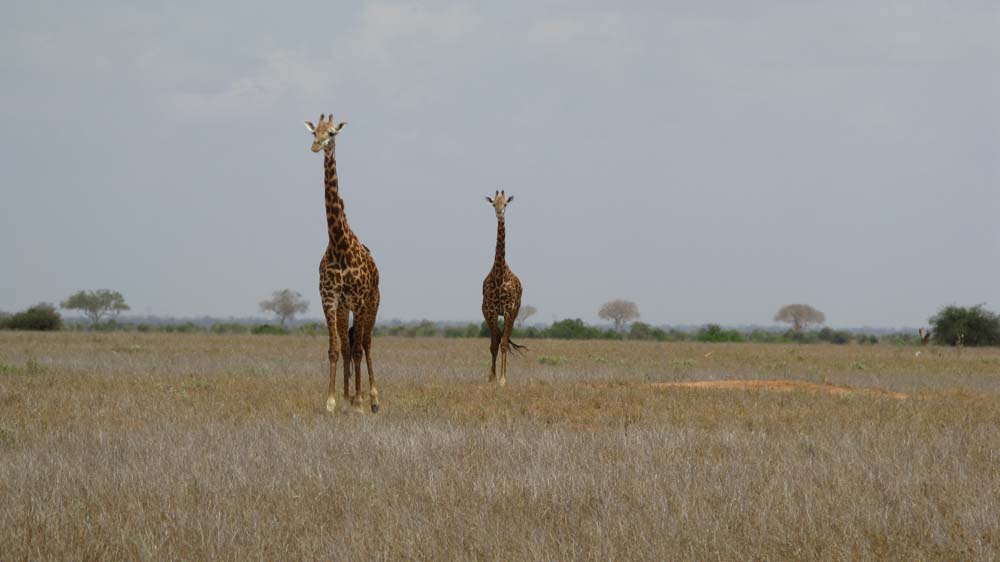 Mombasa, Kenya: IMG_2082.jpg