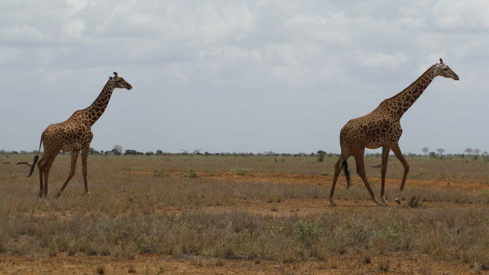 Mombasa, Kenya: IMG_2090.jpg