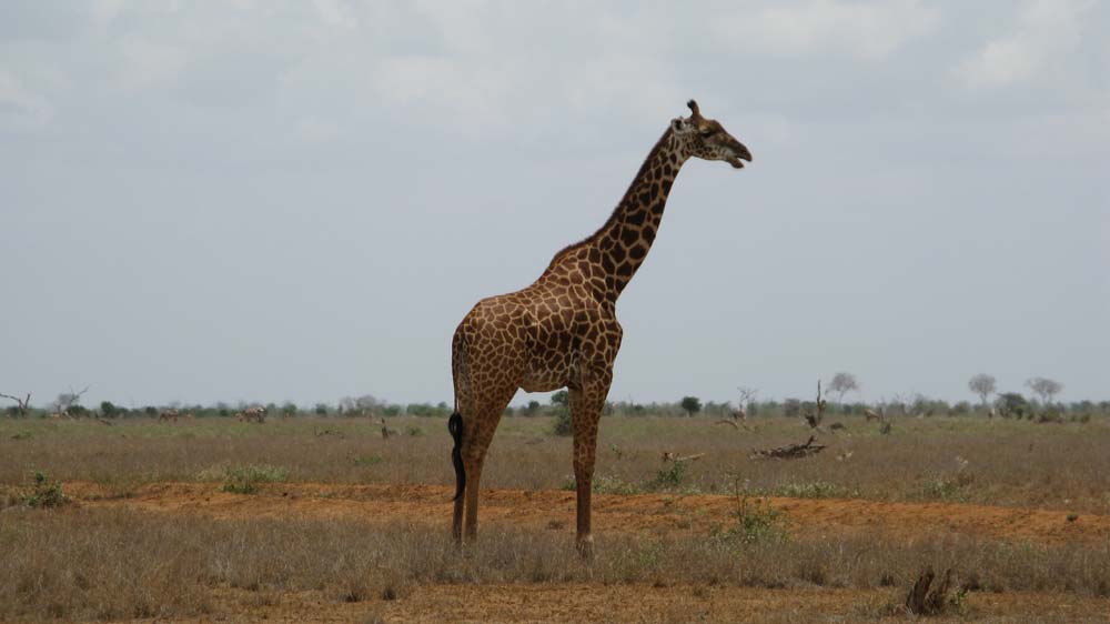 Mombasa, Kenya: IMG_2092.jpg