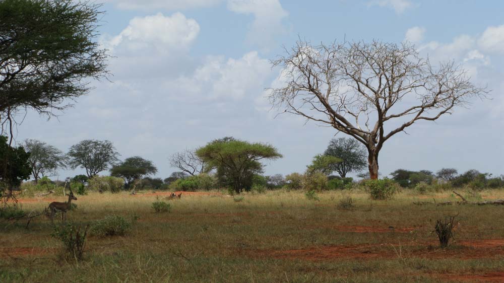 Mombasa, Kenya: IMG_2099.jpg