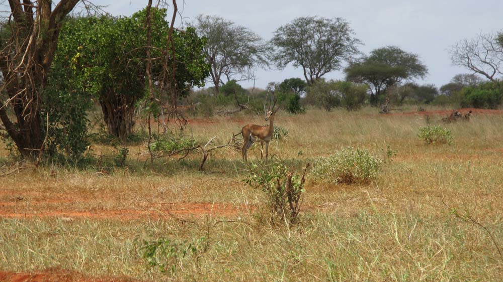 Mombasa, Kenya: IMG_2101.jpg
