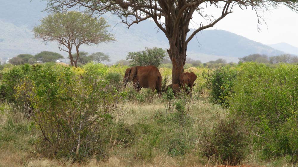 Mombasa, Kenya: IMG_2107.jpg