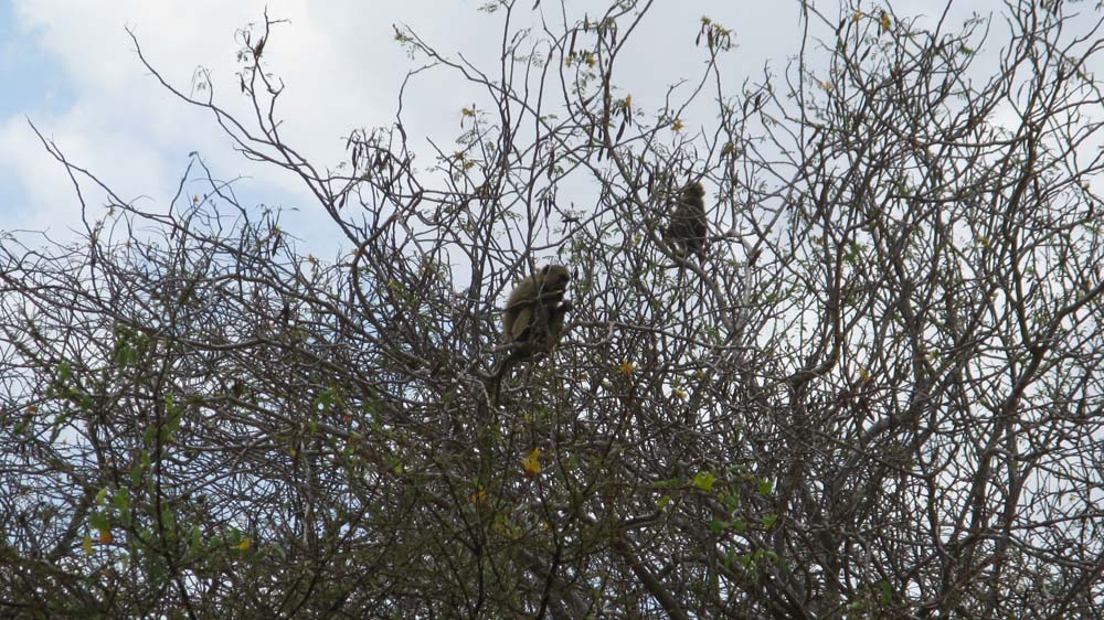 Mombasa, Kenya: IMG_2109.jpg