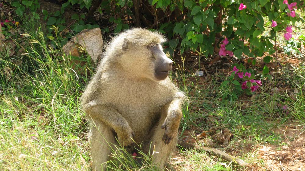 Mombasa, Kenya: IMG_2134.jpg