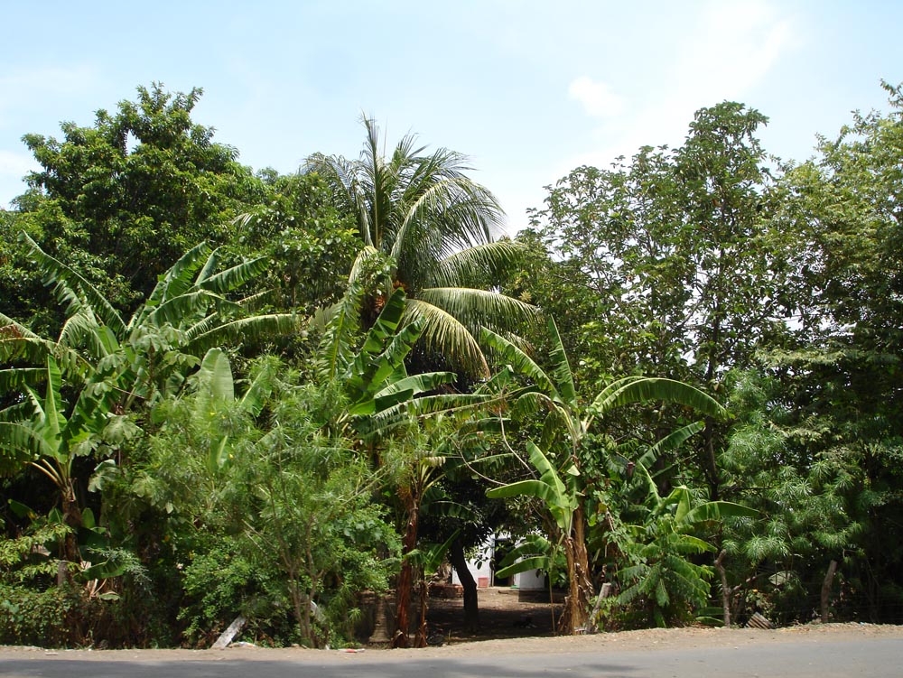 Nicaragua: DSC04056.jpg