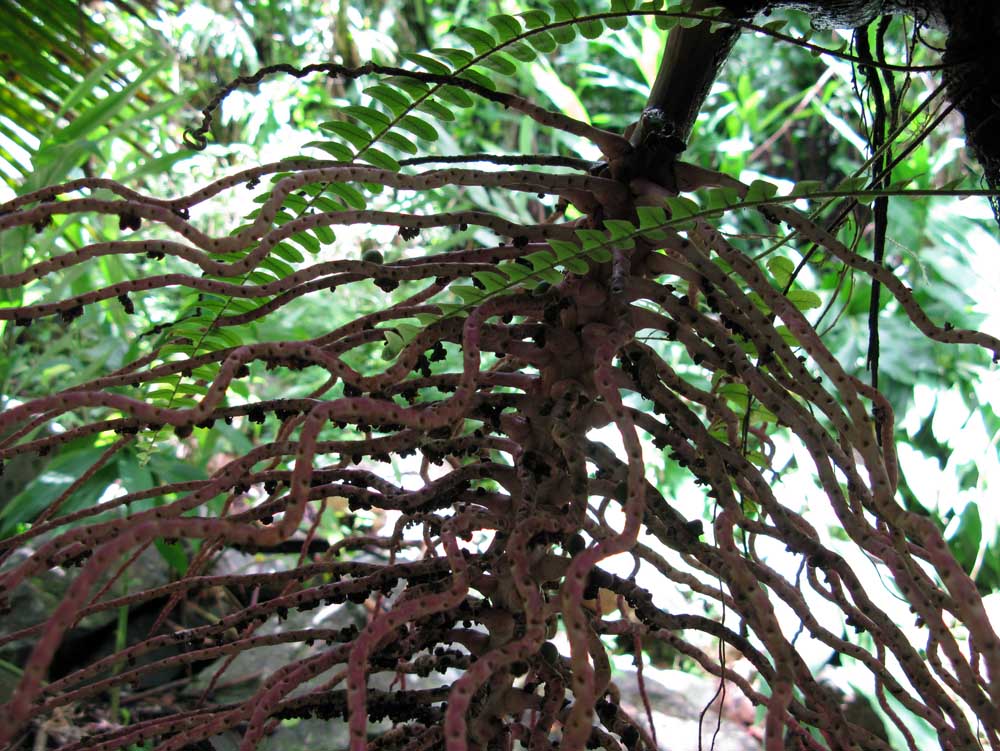 Puerto Rico: IMG_0529.jpg