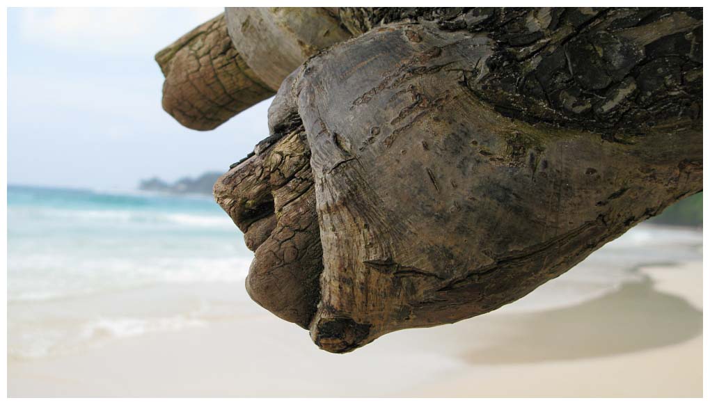 Seychelles Islands: IMG_2583.jpg